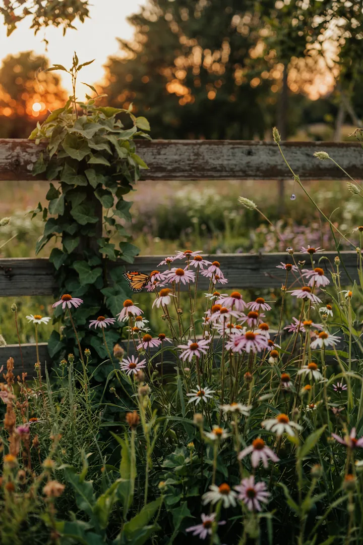 „Buntes Gartenarrangement mit einer harmonischen Kombination aus sanften Lilatönen und strahlendem Weiß, das ein natürliches Staudenbeet mit üppiger Vegetation und blühenden Pflanzen präsentiert.“