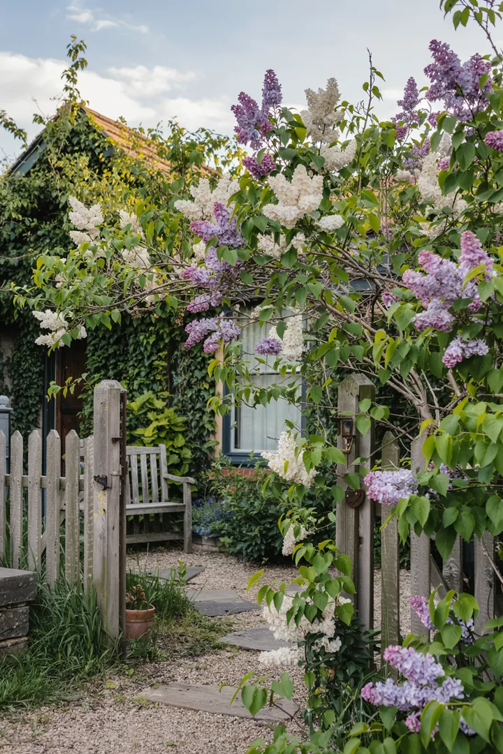 Ein blühender Vorgarten mit üppigen lila Blüten und grünen Sträuchern, der harmonisch in die Gartenlandschaft integriert ist. Ideal für die Kombination mit anderen Pflanzen, um natürliche Schönheit zu schaffen.