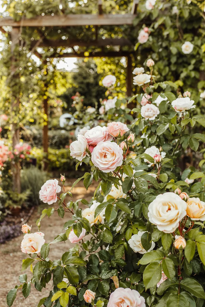 Ein romantisches Gartenarrangement, das von blühenden Pflanzen umgeben ist, bietet einen einladenden Durchgang. Der dekorative Rahmen aus lebendigen Blumen schafft eine malerische Kulisse für besondere Anlässe und Feierlichkeiten. Rosenbogen strahlt Eleganz aus.