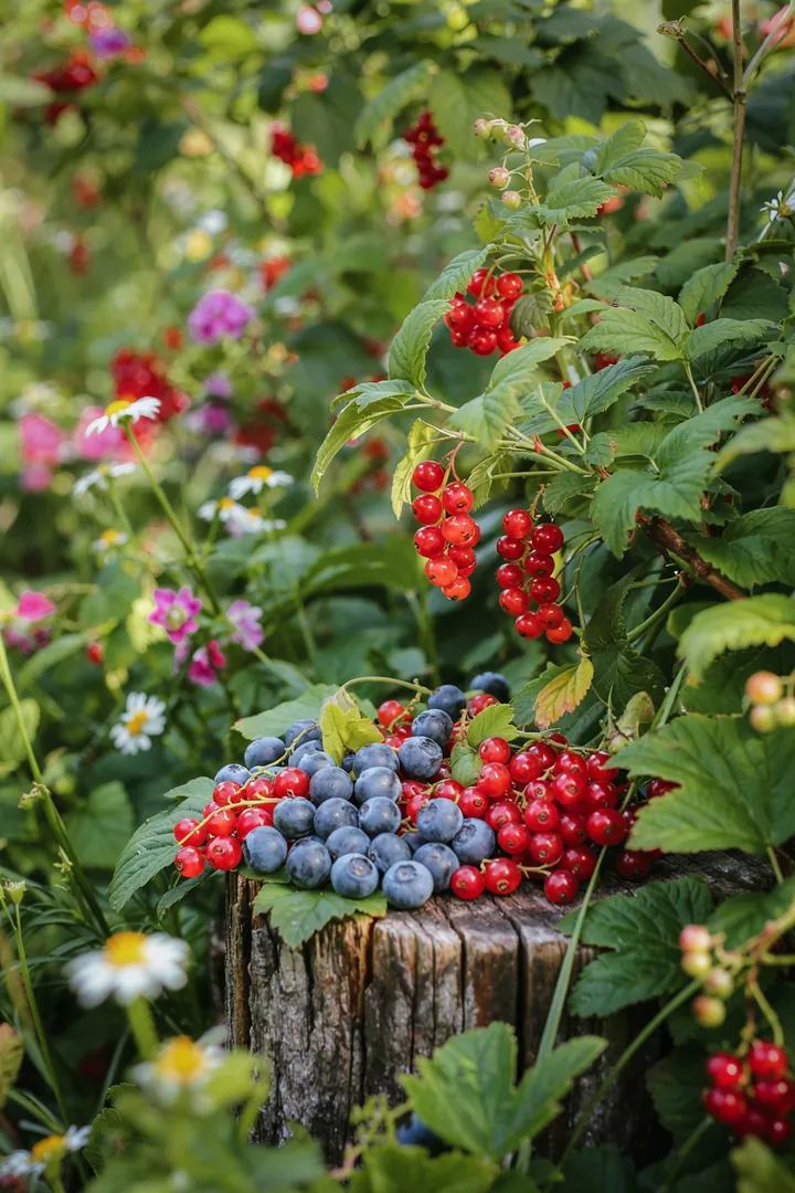 Ein üppiger Garten mit verschiedenen Sträuchern, die prall gefüllte, saftige Früchte tragen, ideal für die Ernte. Diese Pflanzen bieten eine Fülle an gesunden Snacks.