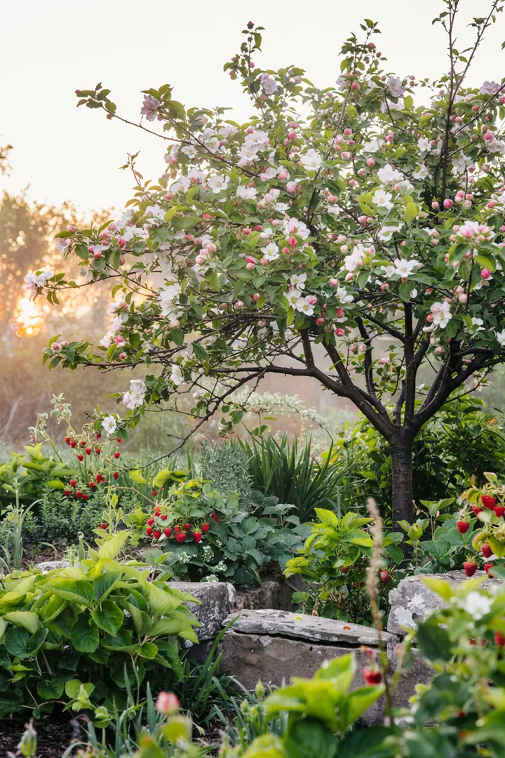 Ein blühender Garten mit üppigen Fruchtträgern, wo Obstbäume in voller Pracht stehen und die Natur erblüht.