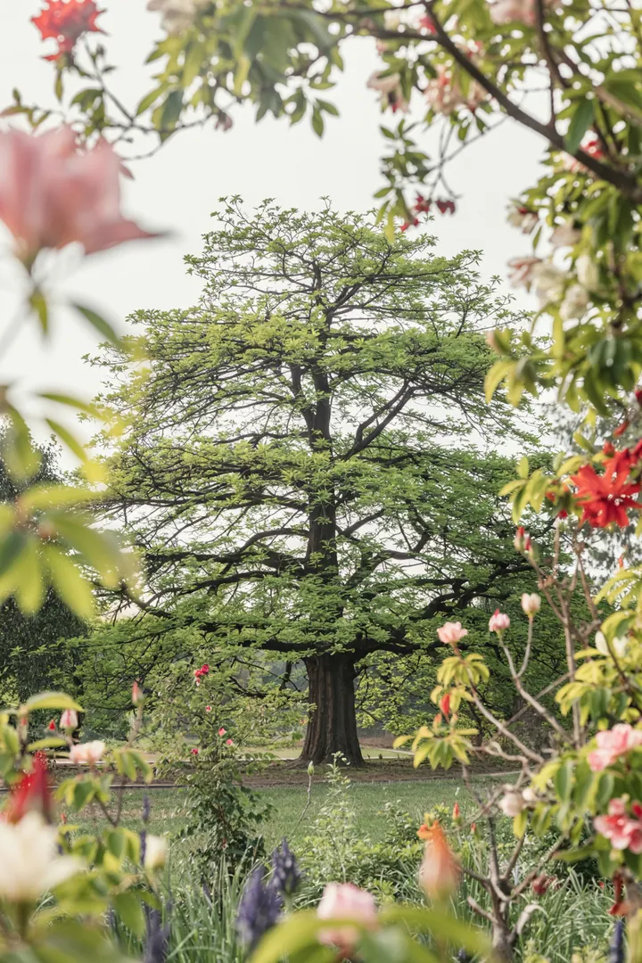 Ein farbenfrohes Gartenparadies mit sorgfältig angeordneten Pflanzen, ideal für einen individuellen Pflanzplan im Schrebergarten.
