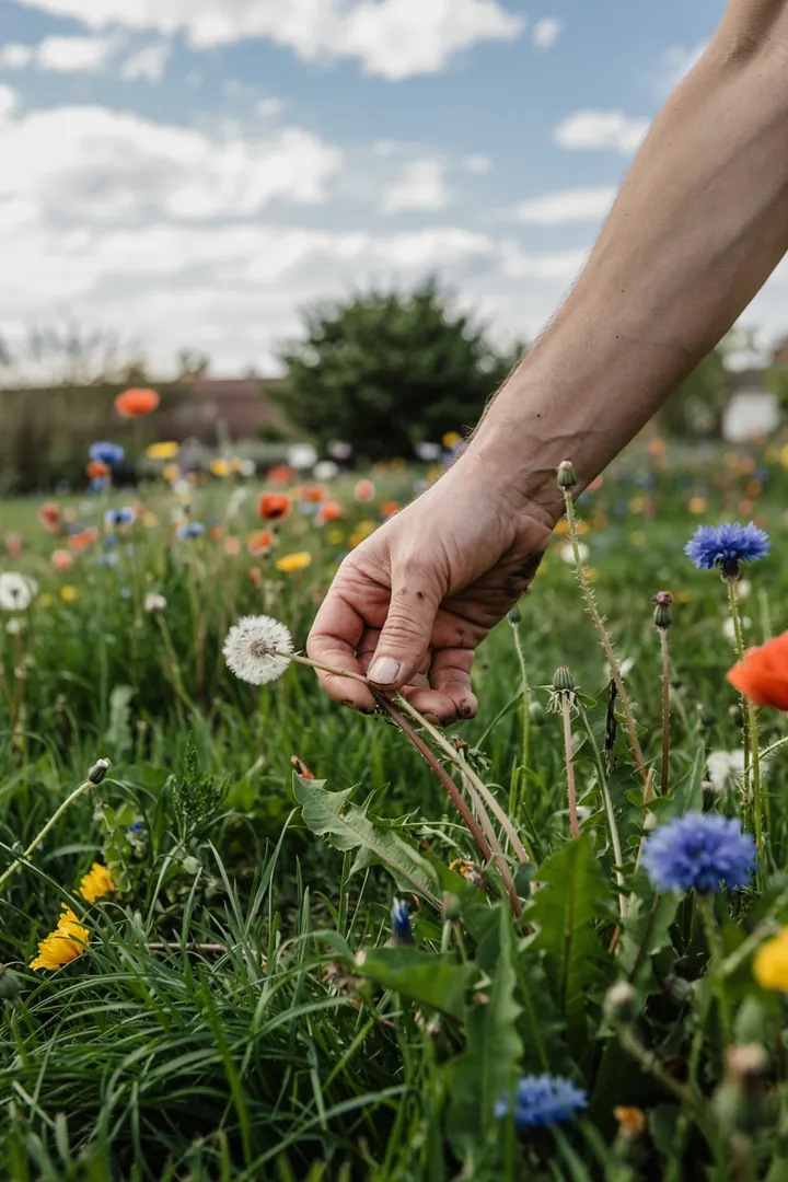 Ein harmonisch gestalteter Außenbereich mit verschiedenen Pflanzen und Blumen, der eine einladende Atmosphäre für die Gartenaufteilung schafft.