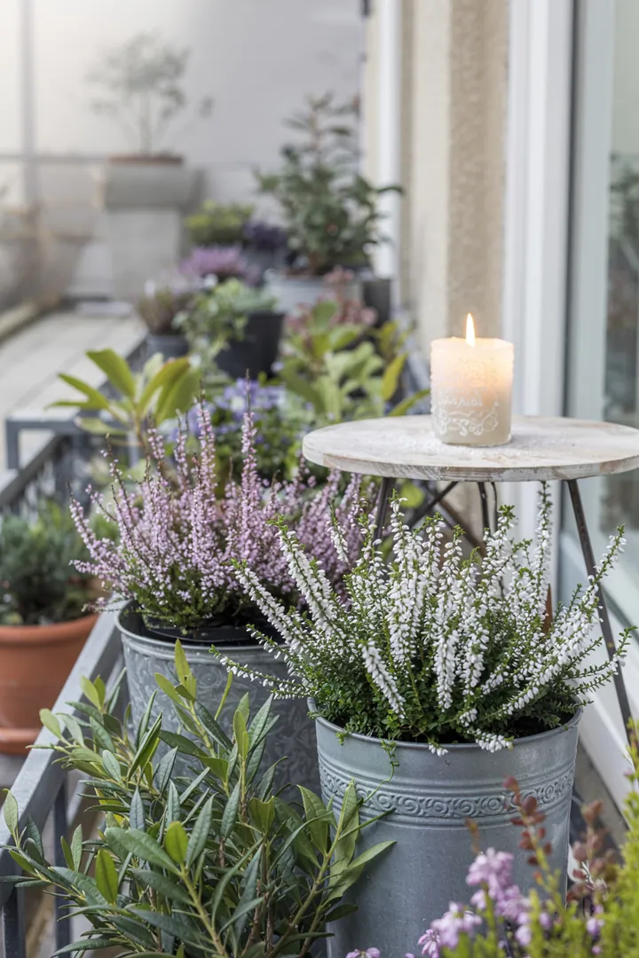 "Ein stilvolles Arrangement von Pflanzen in einer dekorativen Box, umgeben von sanfter Beleuchtung, die eine einladende Atmosphäre schafft."