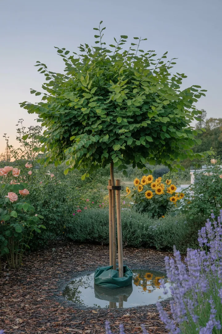 Ein gepflegter Garten mit einer Kugelrobinie, die an einem stabilen Stützpfahl befestigt ist, während eine Baumschere und ein Baumbinder neben einem Gießsack und Mulch liegen.